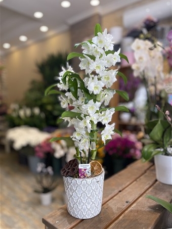 Dendrobium Orkide